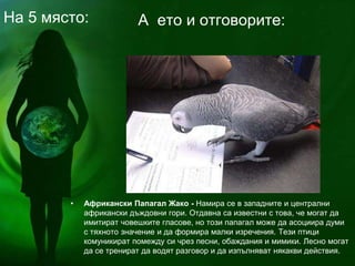 • Африкански Папагал Жако - Намира се в западните и централни
африкански дъждовни гори. Отдавна са известни с това, че могат да
имитират човешките гласове, но този папагал може да асоциира думи
с тяхното значение и да формира малки изречения. Тези птици
комуникират помежду си чрез песни, обаждания и мимики. Лесно могат
да се тренират да водят разговор и да изпълняват някакви действия.
А ето и отговорите:На 5 място:
 