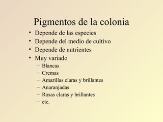 Pigmentos de la colonia
• Depende de las especies
• Depende del medio de cultivo
• Depende de nutrientes
• Muy variado
– Blancas
– Cremas
– Amarillas claras y brillantes
– Anaranjadas
– Rosas claras y brillantes
– etc.
 