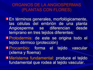 ORGANOS DE LA ANGIOSPERMASORGANOS DE LA ANGIOSPERMAS
(PLANTAS CON FLORES)(PLANTAS CON FLORES)
En términos generales, morfológicamente,En términos generales, morfológicamente,
las células del embrión de una plantalas células del embrión de una planta
Angiosperma se diferencian desdeAngiosperma se diferencian desde
temprano en tres tejidos diferentes:temprano en tres tejidos diferentes:
Protodermis:Protodermis: de este se origina todo elde este se origina todo el
tejido dérmico (protección)tejido dérmico (protección)
Procambio:Procambio: forma el tejido vascularforma el tejido vascular
(xilema y floema)(xilema y floema)
Meristema fundamental:Meristema fundamental: produce el tejidoproduce el tejido
fundamental que rodea al tejido vascular.fundamental que rodea al tejido vascular.
 