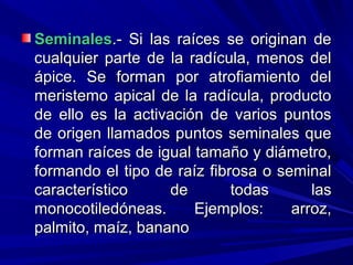 SeminalesSeminales.- Si las raíces se originan de.- Si las raíces se originan de
cualquier parte de la radícula, menos delcualquier parte de la radícula, menos del
ápice. Se forman por atrofiamiento delápice. Se forman por atrofiamiento del
meristemo apical de la radícula, productomeristemo apical de la radícula, producto
de ello es la activación de varios puntosde ello es la activación de varios puntos
de origen llamados puntos seminales quede origen llamados puntos seminales que
forman raíces de igual tamaño y diámetro,forman raíces de igual tamaño y diámetro,
formando el tipo de raíz fibrosa o seminalformando el tipo de raíz fibrosa o seminal
característico de todas lascaracterístico de todas las
monocotiledóneas. Ejemplos: arroz,monocotiledóneas. Ejemplos: arroz,
palmito, maíz, bananopalmito, maíz, banano
 