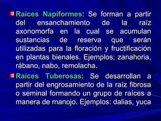 Raíces NapiformesRaíces Napiformes: Se forman a partir: Se forman a partir
del ensanchamiento de la raízdel ensanchamiento de la raíz
axonomorfa en la cual se acumulanaxonomorfa en la cual se acumulan
sustancias de reserva que seránsustancias de reserva que serán
utilizadas para la floración y fructificaciónutilizadas para la floración y fructificación
en plantas bienales. Ejemplos; zanahoria,en plantas bienales. Ejemplos; zanahoria,
rábano, nabo, remolacha.rábano, nabo, remolacha.
Raíces TuberosasRaíces Tuberosas: Se desarrollan a: Se desarrollan a
partir del engrosamiento de la raíz fibrosapartir del engrosamiento de la raíz fibrosa
o seminal formando un grupo de raíces ao seminal formando un grupo de raíces a
manera de manojo. Ejemplos: dalias, yucamanera de manojo. Ejemplos: dalias, yuca
 