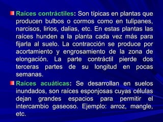 Raíces contráctilesRaíces contráctiles:: Son típicas en plantas queSon típicas en plantas que
producen bulbos o cormos como en tulipanes,producen bulbos o cormos como en tulipanes,
narcisos, lirios, dalias, etc. En estas plantas lasnarcisos, lirios, dalias, etc. En estas plantas las
raíces hunden a la planta cada vez más pararaíces hunden a la planta cada vez más para
fijarla al suelo. La contracción se produce porfijarla al suelo. La contracción se produce por
acortamiento y engrosamiento de la zona deacortamiento y engrosamiento de la zona de
elongación. La parte contráctil pierde doselongación. La parte contráctil pierde dos
terceras partes de su longitud en pocasterceras partes de su longitud en pocas
semanas.semanas.
Raíces acuáticasRaíces acuáticas:: Se desarrollan en suelosSe desarrollan en suelos
inundados, son raíces esponjosas cuyas célulasinundados, son raíces esponjosas cuyas células
dejan grandes espacios para permitir eldejan grandes espacios para permitir el
intercambio gaseoso. Ejemplo: arroz, mangle,intercambio gaseoso. Ejemplo: arroz, mangle,
etc.etc.
 