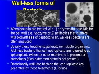 Wall-less forms ofWall-less forms of
BacteriaBacteria..
 When bacteria are treated with 1) enzymes that are lytic for
the cell wall e.g. lysozyme or 2) antibiotics that interfere
with biosynthesis of peptidoglycan, wall-less bacteria are
often produced.
 Usually these treatments generate non-viable organisms.
Wall-less bacteria that can not replicate are referred to as
spheroplasts (when an outer membrane is present) or
protoplasts (if an outer membrane is not present).
 Occasionally wall-less bacteria that can replicate are
generated by these treatments (L forms).
 