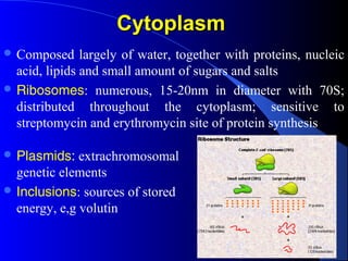 CytoplasmCytoplasm
 Composed largely of water, together with proteins, nucleic
acid, lipids and small amount of sugars and salts
 Ribosomes: numerous, 15-20nm in diameter with 70S;
distributed throughout the cytoplasm; sensitive to
streptomycin and erythromycin site of protein synthesis
 Plasmids: extrachromosomal
genetic elements
 Inclusions: sources of stored
energy, e,g volutin
 