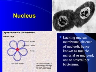 NucleusNucleus
 Lacking nuclear
membrane, absence
of nucleoli, hence
known as nucleic
material or nucleoid,
one to several per
bacterium.
 