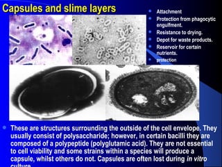 Capsules and slime layersCapsules and slime layers
 These are structures surrounding the outside of the cell envelope. They
usually consist of polysaccharide; however, in certain bacilli they are
composed of a polypeptide (polyglutamic acid). They are not essential
to cell viability and some strains within a species will produce a
capsule, whilst others do not. Capsules are often lost during in vitro
 Attachment
 Protection from phagocytic
engulfment.
 Resistance to drying.
 Depot for waste products.
 Reservoir for certain
nutrients.
 protection
 