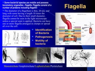FlagellaFlagella
Monotrichate/Amphitrichate/Lophotrichate/Peritrichate
 Identification
of Bacteria
 Pathogenesis
 Motility of
bacteria
Some bacterial species are mobile and possess
locomotory organelles - flagella. Flagella consist of a
number of proteins including flagellin
The diameter of a flagellum is thin, 20 nm, and
long with some having a length 10 times the
diameter of cell. Due to their small diameter,
flagella cannot be seen in the light microscope
unless a special stain is applied. Bacteria can have
one or more flagella arranged in clumps or spread
all over the cell.
 
