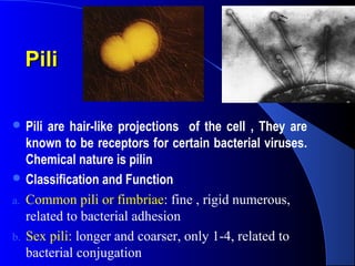 PiliPili
 Pili are hair-like projections of the cell , They are
known to be receptors for certain bacterial viruses.
Chemical nature is pilin
 Classification and Function
a. Common pili or fimbriae: fine , rigid numerous,
related to bacterial adhesion
b. Sex pili: longer and coarser, only 1-4, related to
bacterial conjugation
 