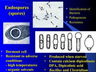 EndosporesEndospores
(spores)(spores)
• Dormant cellDormant cell
• Resistant to adverseResistant to adverse
conditionsconditions
- high temperatures- high temperatures
- organic solvents- organic solvents
• Produced when starvedProduced when starved
• Contain calcium dipicolinateContain calcium dipicolinate
DPA,DPA, DDipicolinic acidipicolinic acid
• BacillusBacillus andand ClostridiumClostridium
 Identification of
Bacteria
 Pathogenesis
 Resistance
 