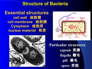 Structure of BacteriaStructure of Bacteria
Particular structures
capsule 荚膜
flagella 鞭毛
pili 菌毛
spore 芽胞
Essential structuresEssential structures
cell wallcell wall 细胞壁细胞壁
cell membranecell membrane 细胞膜细胞膜
CytoplasmCytoplasm 细胞质细胞质
nuclear materialnuclear material 核质核质
 