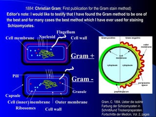 Gram +
Gram -
Cell wall
Cell (inner) membrane Outer membrane
Ribosomes
Granule
Cell wall
NucleoidCell membrane
Capsule
Flagellum
Pili
Gram, C. 1884. Ueber die isolirteGram, C. 1884. Ueber die isolirte
Farbung der Schizomyceten inFarbung der Schizomyceten in
SchnittÄund Trockenpraparaten.SchnittÄund Trockenpraparaten.
Fortschritte der MedicinFortschritte der Medicin, Vol. 2, pages, Vol. 2, pages
1884:1884: Christian GramChristian Gram: First publication for the Gram stain method): First publication for the Gram stain method)
Editor's note: I would like to testify that I have found the Gram method to be one ofEditor's note: I would like to testify that I have found the Gram method to be one of
the best and for many cases the best method which I have ever used for stainingthe best and for many cases the best method which I have ever used for staining
Schizomycetes.Schizomycetes.
 