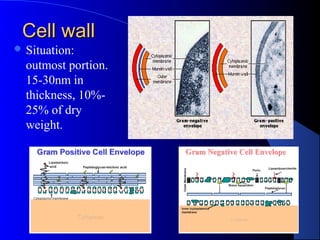 Cell wallCell wall
 Situation:
outmost portion.
15-30nm in
thickness, 10%-
25% of dry
weight.
 