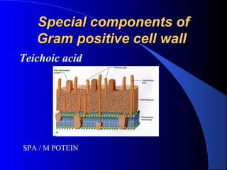 Special components ofSpecial components of
Gram positive cell wallGram positive cell wall
Teichoic acid
SPA / M POTEIN
 