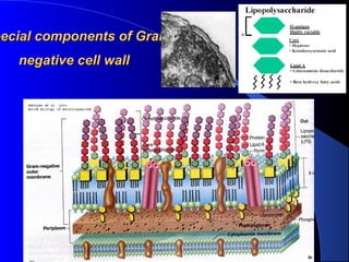pecial components of Grampecial components of Gram
negative cell wallnegative cell wall
 