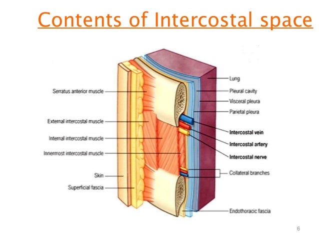 thorax intercostal space