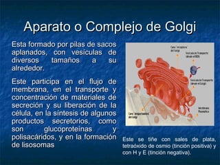 Aparato o Complejo de GolgiAparato o Complejo de Golgi
Esta formado por pilas de sacosEsta formado por pilas de sacos
aplanados, con vesículas deaplanados, con vesículas de
diversos tamaños a sudiversos tamaños a su
alrededor.alrededor.
Este participa en el flujo deEste participa en el flujo de
membrana, en el transporte ymembrana, en el transporte y
concentración de materiales deconcentración de materiales de
secreción y su liberación de lasecreción y su liberación de la
célula, en la síntesis de algunoscélula, en la síntesis de algunos
productos secretorios, comoproductos secretorios, como
son glucoproteínas yson glucoproteínas y
polisacáridos, y en la formaciónpolisacáridos, y en la formación
de lisosomasde lisosomas
Este se tiñe con sales de plata,
tetraóxido de osmio (tinción positiva) y
con H y E (tinción negativa).
 