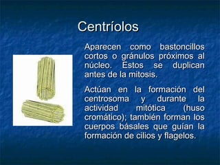 CentríolosCentríolos
Aparecen como bastoncillosAparecen como bastoncillos
cortos o gránulos próximos alcortos o gránulos próximos al
núcleo. Estos se duplicannúcleo. Estos se duplican
antes de la mitosis.antes de la mitosis.
Actúan en la formación delActúan en la formación del
centrosoma y durante lacentrosoma y durante la
actividad mitótica (husoactividad mitótica (huso
cromático); también forman loscromático); también forman los
cuerpos básales que guían lacuerpos básales que guían la
formación de cilios y flagelos.formación de cilios y flagelos.
 