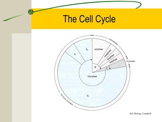 2.5 cell division | PPT