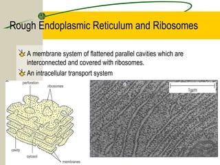 2.3 eukaryotic cells | PPT