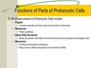 Functions of Parts of Prokaryotic Cells
Structures present in Prokaryotic Cells include:
– Flagella
• A slender whip-like structure used for locomotion (‘swimming’).
– Ribosomes
• Protein synthesis
– Naked DNA (Nucleoid)
• Stores the genetic information that controls the cell and is passed onto daughter cells
– Mesosome
• In folding of the plasma membrane
• Plays a role in cellular respiration and movement of DNA
 