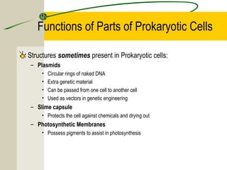 Functions of Parts of Prokaryotic Cells
Structures sometimes present in Prokaryotic cells:
– Plasmids
• Circular rings of naked DNA
• Extra genetic material
• Can be passed from one cell to another cell
• Used as vectors in genetic engineering
– Slime capsule
• Protects the cell against chemicals and drying out
– Photosynthetic Membranes
• Possess pigments to assist in photosynthesis
 