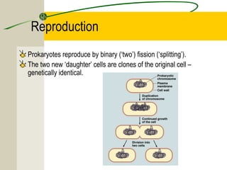 Reproduction
Prokaryotes reproduce by binary (‘two’) fission (‘splitting’).
The two new ‘daughter’ cells are clones of the original cell –
genetically identical.
 