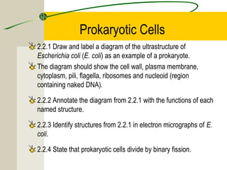 Prokaryotic Cells
2.2.1 Draw and label a diagram of the ultrastructure of
Escherichia coli (E. coli) as an example of a prokaryote.
The diagram should show the cell wall, plasma membrane,
cytoplasm, pili, flagella, ribosomes and nucleoid (region
containing naked DNA).
2.2.2 Annotate the diagram from 2.2.1 with the functions of each
named structure.
2.2.3 Identify structures from 2.2.1 in electron micrographs of E.
coli.
2.2.4 State that prokaryotic cells divide by binary fission.
 