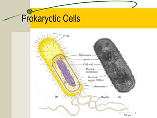 Prokaryotic Cells
 