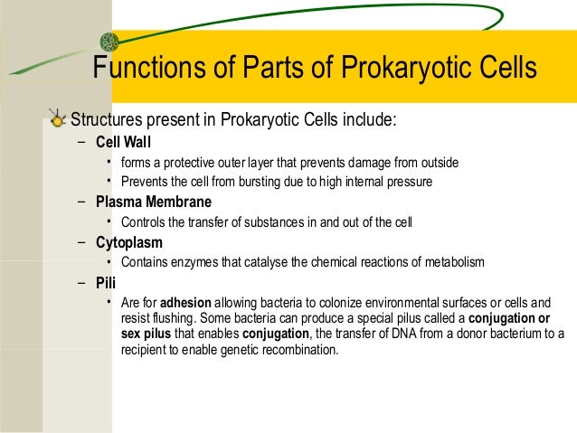 2.2 prokaryotic cells