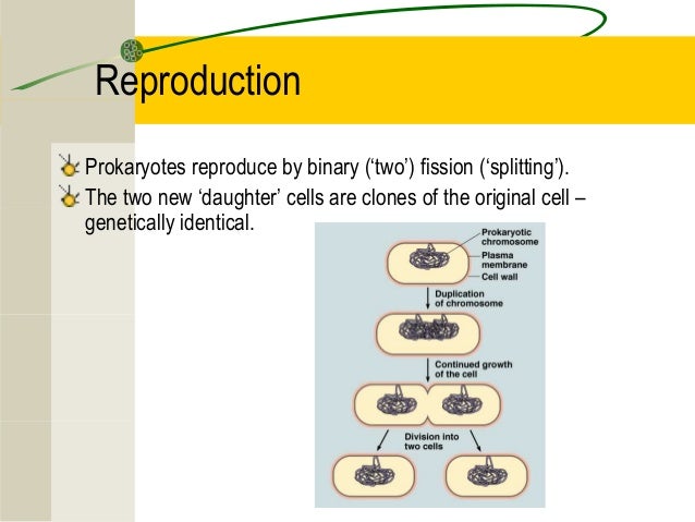 2.2 prokaryotic cells