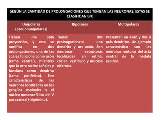 SEGÚN LA CANTIDAD DE PROLONGACIONES QUE TENGAN LAS NEURONAS, ESTAS SE
CLASIFICAN EN:
Unipolares
(pseudounipolares)
Bipolares Multipolares
Tienen una sola
proyección, y esta se
ramifica en dos
prolongaciones, una de las
cuales funciona como axón
(rama central), mientras
que la otra recibe señales y
funciona como dendrita
(rama periférica). Son
características de las
neuronas localizadas en los
ganglios espinales y el
núcleo mesencefálico del V
par craneal (trigémino).
Tienen dos
prolongaciones: una
dendrita y un axón. Son
neuronas receptoras
localizadas en retina,
cóclea, vestíbulo y mucosa
olfatoria.
Presentan un axón y dos o
más dendritas. Un ejemplo
característico son las
neuronas motoras del asta
ventral de la médula
espinal.
 