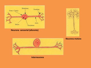 Neurona sensorial (aferente)
Neurona motora
Interneurona
 