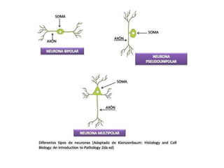 2. cerberos tipos de neurona
