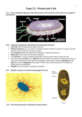 Topic 2.2 - Prokaryotic Cells
2.2.1 Draw and label a diagram of the ultrastructure of Escherichia coli (E.coli) as an example of
a prokaryote.
2.2.2 Annotate the diagram with functions of each named structure.
• Cell wall is that it maintains the shape of the cell.
• Plasma membrane acts as a selective membrane that lets sufficient amounts of oxygen and other
nutrients to enter and leave the cell as needed.
• The cytoplasm holds and suspends the organelles of specialized function.
• Ribosomes are the main site for protein synthesis.
• The nucleoid is a region containing naked DNA (contains genes which control the cell).
• The short attachment pili are for adhesion allowing bacteria to colonize environmental surfaces or
cells and resist flushing. Some bacteria can produce a special pilus called a conjugation or sex
pilus that enables conjugation, the transfer of DNA from a donor bacterium to a recipient to
enable genetic recombination.
• Flagella are for locomotion, acting like a propeller.
2.2.3 Identify structures in electron micrographs of E.coli.
2.2.4 State that prokaryotic cells divide by binary fission.
1
 