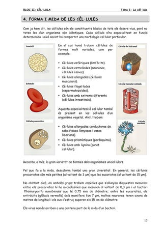 BLOC II: CÈL·LULA Tema 1: La cèl·lula
13
4. FORMA I MIDA DE LES CÈL·LULES
Com ja hem dit, les cèl·lules són els constituents bàsics de tots els éssers vius, però no
totes les d’un organisme són idèntiques. Cada cèl·lula s’ha especialitzat en funció
determinada i això sovint ha comportat una morfologia cel·lular particular.
En el cos humà trobem cèl·lules de
formes molt variades, com per
exemple:
 Cèl·lules esfèriques (limfòcits).
 Cèl·lules estrellades (neurones,
cèl·lules òssies).
 Cèl·lules allargades (cèl·lules
musculars).
 Cèl·lules flagel·lades
(espermatozoides).
 Cèl·lules amb extrems diferents
(cèl·lules intestinals).
Aquesta especialització cel·lular també
és present en les cèl·lules d’un
organisme vegetal. Així, trobem:
 Cèl·lules allargades conductores de
saba (vasos llenyosos i vasos
liberians).
 Cèl·lules prismàtiques (parènquima).
 Cèl·lules amb lignina (paret
cel·lular).
Recorda, a més, la gran varietat de formes dels organismes unicel·lulars.
Pel que fa a la mida, descobrim també una gran diversitat. En general, les cèl·lules
procariotes són més petites (al voltant de 3 μm) que les eucariotes (al voltant de 15 μm).
No obstant això, en ambdós grups trobem espècies que s’allunyen d’aquestes mesures:
entre els procariotes hi ha micoplasmes que mesuren al voltant de 0,3 μm i el bacteri
Thiomargarita namibiensis que té 0,75 mm de diàmetre; entre les eucariotes, els
eritròcits (glòbuls vermells) dels mamífers fan 7 μm, moltes neurones tenen axons de
metres de longitud i els ous d’estruç superen els 15 cm de diàmetre.
Els virus només arriben a una centena part de la mida d’un bacteri.
 