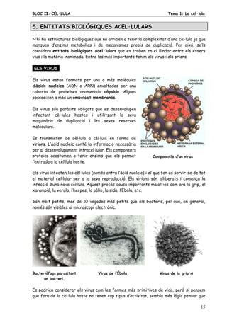 BLOC II: CÈL·LULA Tema 1: La cèl·lula
15
5. ENTITATS BIOLÒGIQUES ACEL·LULARS
N’hi ha estructures biològiques que no arriben a tenir la complexitat d’una cèl·lula ja que
manquen d’enzims metabòlics i de mecanismes propis de duplicació. Per això, se’ls
considera entitats biològiques acel·lulars que es troben en el llindar entre els éssers
vius i la matèria inanimada. Entre les més importants tenim els virus i els prions.
ELS VIRUS.
Els virus estan formats per una o més molècules
d’àcids nucleics (ADN o ARN) envoltades per una
coberta de proteïnes anomenada càpsida. Alguns
posseeixen a més un embolcall membranós.
Els virus són paràsits obligats que es desenvolupen
infectant cèl·lules hostes i utilitzant la seva
maquinària de duplicació i les seves reserves
moleculars.
Es transmeten de cèl·lula a cèl·lula en forma de
virions. L’àcid nucleic conté la informació necessària
per al desenvolupament intracel·lular. Els components
proteics acostumen a tenir enzims que els permet
l’entrada a la cèl·lula hoste.
Components d’un virus
Els virus infecten les cèl·lules (només entra l’àcid nucleic) i el que fan és servir-se de tot
el material cel·lular per a la seva reproducció. Els virions són alliberats i comença la
infecció d’una nova cèl·lula. Aquest procés causa importants malalties com ara la grip, el
xarampió, la verola, l’herpes, la pòlio, la sida, l’Èbola, etc.
Són molt petits, més de 10 vegades més petits que els bacteris, pel que, en general,
només són visibles al microscopi electrònic.
Bacteriòfags parasitant
un bacteri.
Virus de l’Èbola Virus de la grip A
Es podrien considerar els virus com les formes més primitives de vida, però si pensem
que fora de la cèl·lula hoste no tenen cap tipus d’activitat, sembla més lògic pensar que
 