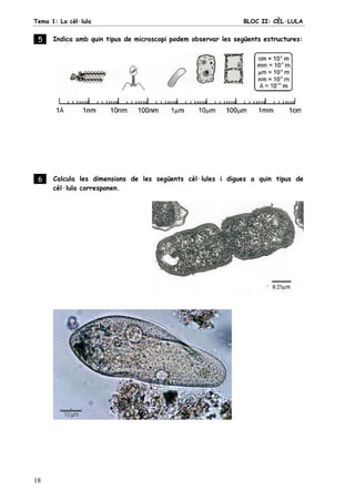 Tema 1: La cèl·lula BLOC II: CÈL·LULA
18
5 . Indica amb quin tipus de microscopi podem observar les següents estructures:
6 . Calcula les dimensions de les següents cèl·lules i digues a quin tipus de
cèl·lula corresponen.
 