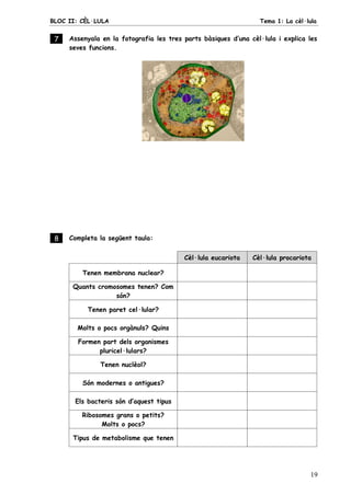 BLOC II: CÈL·LULA Tema 1: La cèl·lula
19
7 . Assenyala en la fotografia les tres parts bàsiques d’una cèl·lula i explica les
seves funcions.
8 . Completa la següent taula:
Cèl·lula eucariota Cèl·lula procariota
Tenen membrana nuclear?
Quants cromosomes tenen? Com
són?
Tenen paret cel·lular?
Molts o pocs orgànuls? Quins
Formen part dels organismes
pluricel·lulars?
Tenen nuclèol?
Són modernes o antigues?
Els bacteris són d’aquest tipus
Ribosomes grans o petits?
Molts o pocs?
Tipus de metabolisme que tenen
 
