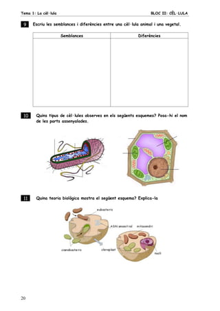 Tema 1: La cèl·lula BLOC II: CÈL·LULA
20
9 . Escriu les semblances i diferències entre una cèl·lula animal i una vegetal.
Semblances Diferències
10 . Quins tipus de cèl·lules observes en els següents esquemes? Posa-hi el nom
de les parts assenyalades.
11 . Quina teoria biològica mostra el següent esquema? Explica-la
 