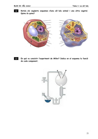 BLOC II: CÈL·LULA Tema 1: La cèl·lula
21
12 . Retola els següents esquemes d’una cèl·lula animal i una altra vegetal.
Quina és quina?
13 . En què va consistir l’experiment de Miller? Indica en el esquema la funció
de cada component.
 