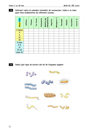 Tema 1: La cèl·lula BLOC II: CÈL·LULA
22
14 . Informa’t sobre el calendari sistemàtic de vacunacions i indica a la taula
quan s’han d’administrar les diferents vacunes.
Mesos/Anys
Diftèria
Tètanus
Tosferina
Poliomielitis
Malaltiaper
HemophilusB
Hepatitis
MeningococC
Xarampió
Rubèola
Parotiditis
Varicel·la
2 mesos
4
6
12
18
4 anys
4-6
12
14-16
Cada 10
15 . Indica quin tipus de bacteri són els de l’esquema següent:
 