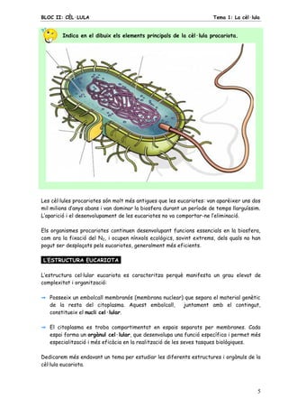 BLOC II: CÈL·LULA Tema 1: La cèl·lula
5
Indica en el dibuix els elements principals de la cèl·lula procariota.
Les cèl·lules procariotes són molt més antigues que les eucariotes: van aparèixer uns dos
mil milions d’anys abans i van dominar la biosfera durant un període de temps llarguíssim.
L’aparició i el desenvolupament de les eucariotes no va comportar-ne l’eliminació.
Els organismes procariotes continuen desenvolupant funcions essencials en la biosfera,
com ara la fixació del N2, i ocupen nínxols ecològics, sovint extrems, dels quals no han
pogut ser desplaçats pels eucariotes, generalment més eficients.
L’ESTRUCTURA EUCARIOTA.
L’estructura cel·lular eucariota es caracteritza perquè manifesta un grau elevat de
complexitat i organització:
Posseeix un embolcall membranós (membrana nuclear) que separa el material genètic
de la resta del citoplasma. Aquest embolcall, juntament amb el contingut,
constitueix el nucli cel·lular.
El citoplasma es troba compartimentat en espais separats per membranes. Cada
espai forma un orgànul cel·lular, que desenvolupa una funció específica i permet més
especialització i més eficàcia en la realització de les seves tasques biològiques.
Dedicarem més endavant un tema per estudiar les diferents estructures i orgànuls de la
cèl·lula eucariota.
 
