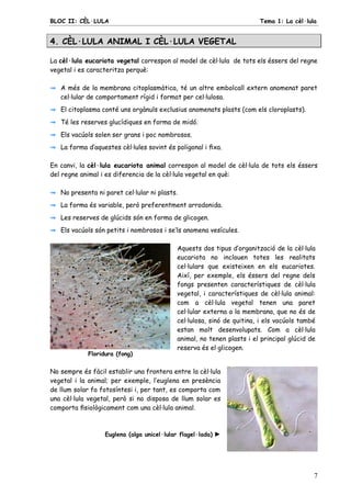 BLOC II: CÈL·LULA Tema 1: La cèl·lula
7
4. CÈL·LULA ANIMAL I CÈL·LULA VEGETAL
La cèl·lula eucariota vegetal correspon al model de cèl·lula de tots els éssers del regne
vegetal i es caracteritza perquè:
A més de la membrana citoplasmàtica, té un altre embolcall extern anomenat paret
cel·lular de comportament rígid i format per cel·lulosa.
El citoplasma conté uns orgànuls exclusius anomenats plasts (com els cloroplasts).
Té les reserves glucídiques en forma de midó.
Els vacúols solen ser grans i poc nombrosos.
La forma d’aquestes cèl·lules sovint és poligonal i ﬁxa.
En canvi, la cèl·lula eucariota animal correspon al model de cèl·lula de tots els éssers
del regne animal i es diferencia de la cèl·lula vegetal en què:
No presenta ni paret cel·lular ni plasts.
La forma és variable, però preferentment arrodonida.
Les reserves de glúcids són en forma de glicogen.
Els vacúols són petits i nombrosos i se’ls anomena vesícules.
Floridura (fong)
Aquests dos tipus d’organització de la cèl·lula
eucariota no inclouen totes les realitats
cel·lulars que existeixen en els eucariotes.
Així, per exemple, els éssers del regne dels
fongs presenten característiques de cèl·lula
vegetal, i característiques de cèl·lula animal:
com a cèl·lula vegetal tenen una paret
cel·lular externa a la membrana, que no és de
cel·lulosa, sinó de quitina, i els vacúols també
estan molt desenvolupats. Com a cèl·lula
animal, no tenen plasts i el principal glúcid de
reserva és el glicogen.
No sempre és fàcil establir una frontera entre la cèl·lula
vegetal i la animal; per exemple, l’euglena en presència
de llum solar fa fotosíntesi i, per tant, es comporta com
una cèl·lula vegetal, però si no disposa de llum solar es
comporta ﬁsiològicament com una cèl·lula animal.
Euglena (alga unicel·lular flagel·lada) ►
 