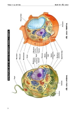 Tema 1: La cèl·lula BLOC II: CÈL·LULA
8
ESTRUCTURESDELACÈL·LULAEUCARIOTAANIMALIVEGETAL.
 