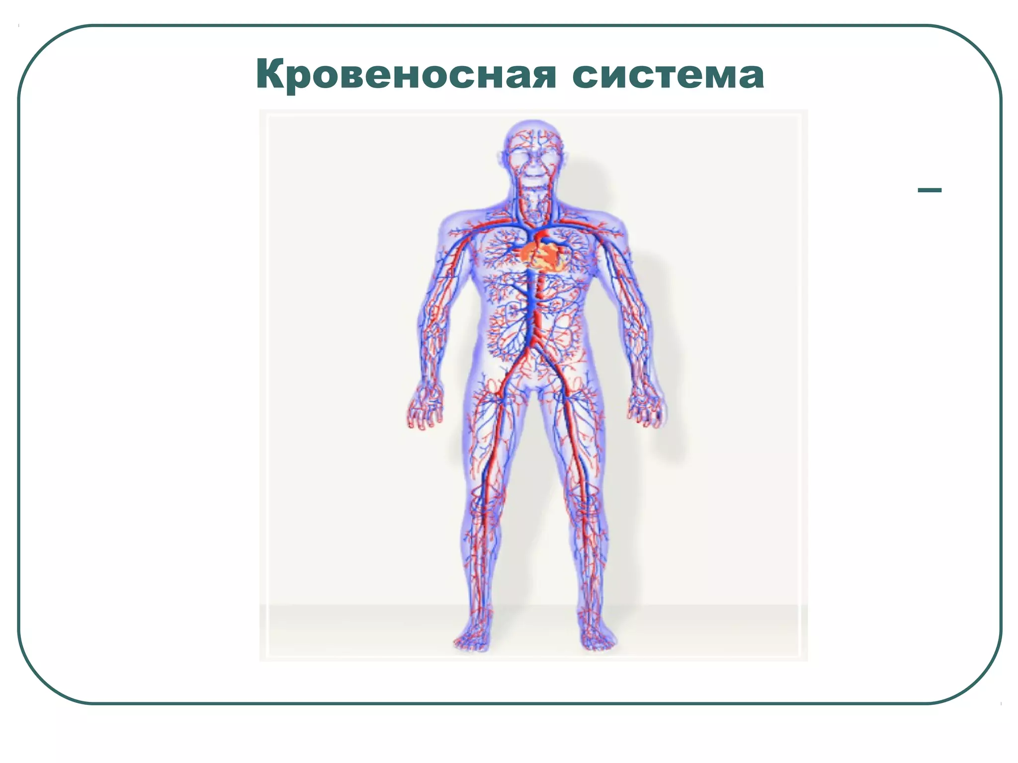 Кровеносная система
 