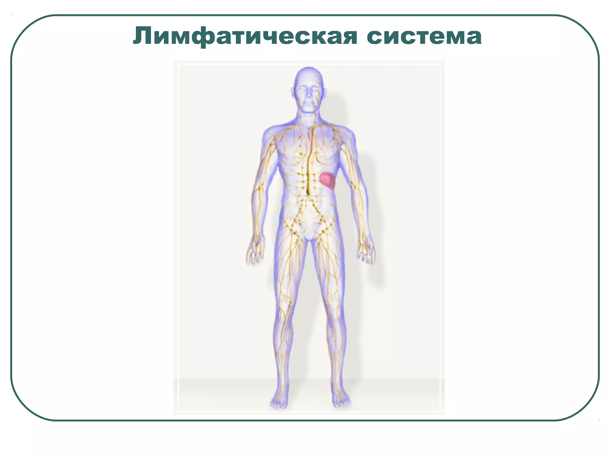 Лимфатическая система
 