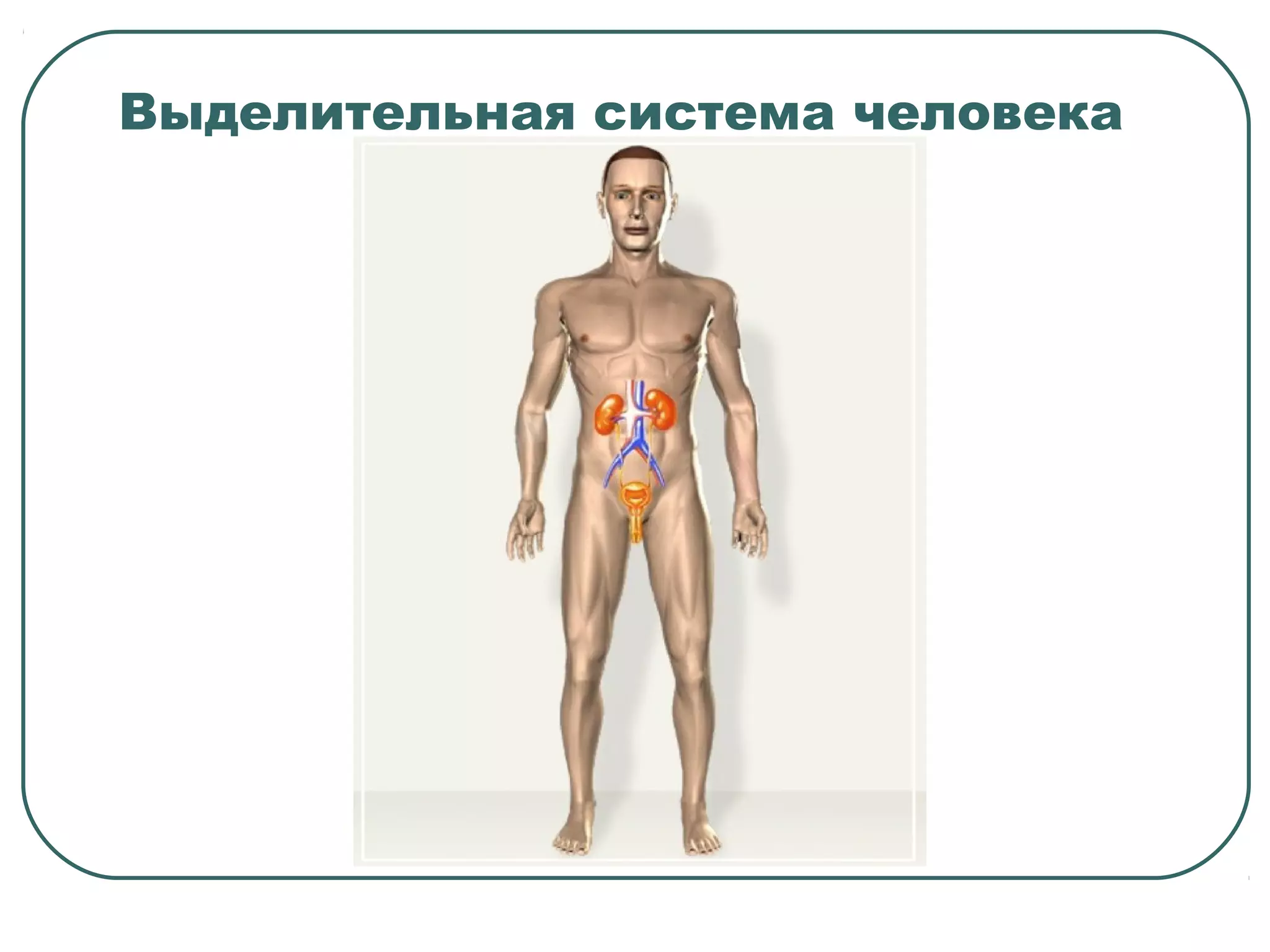 Выделительная система человека
 