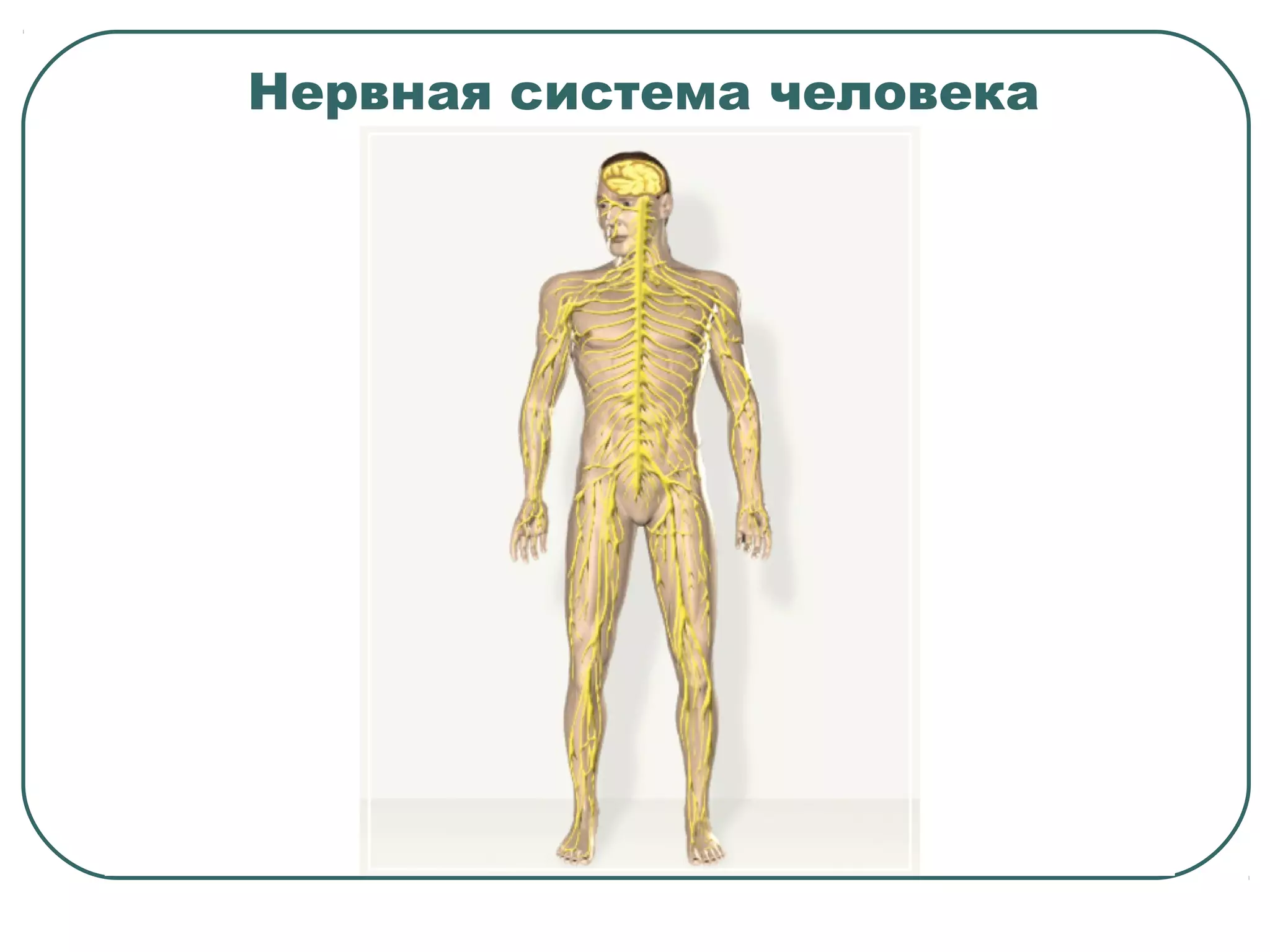 Нервная система человека
 