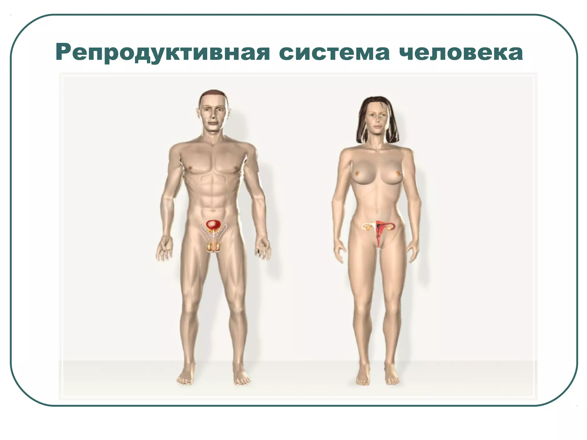 Репродуктивная система человека
 