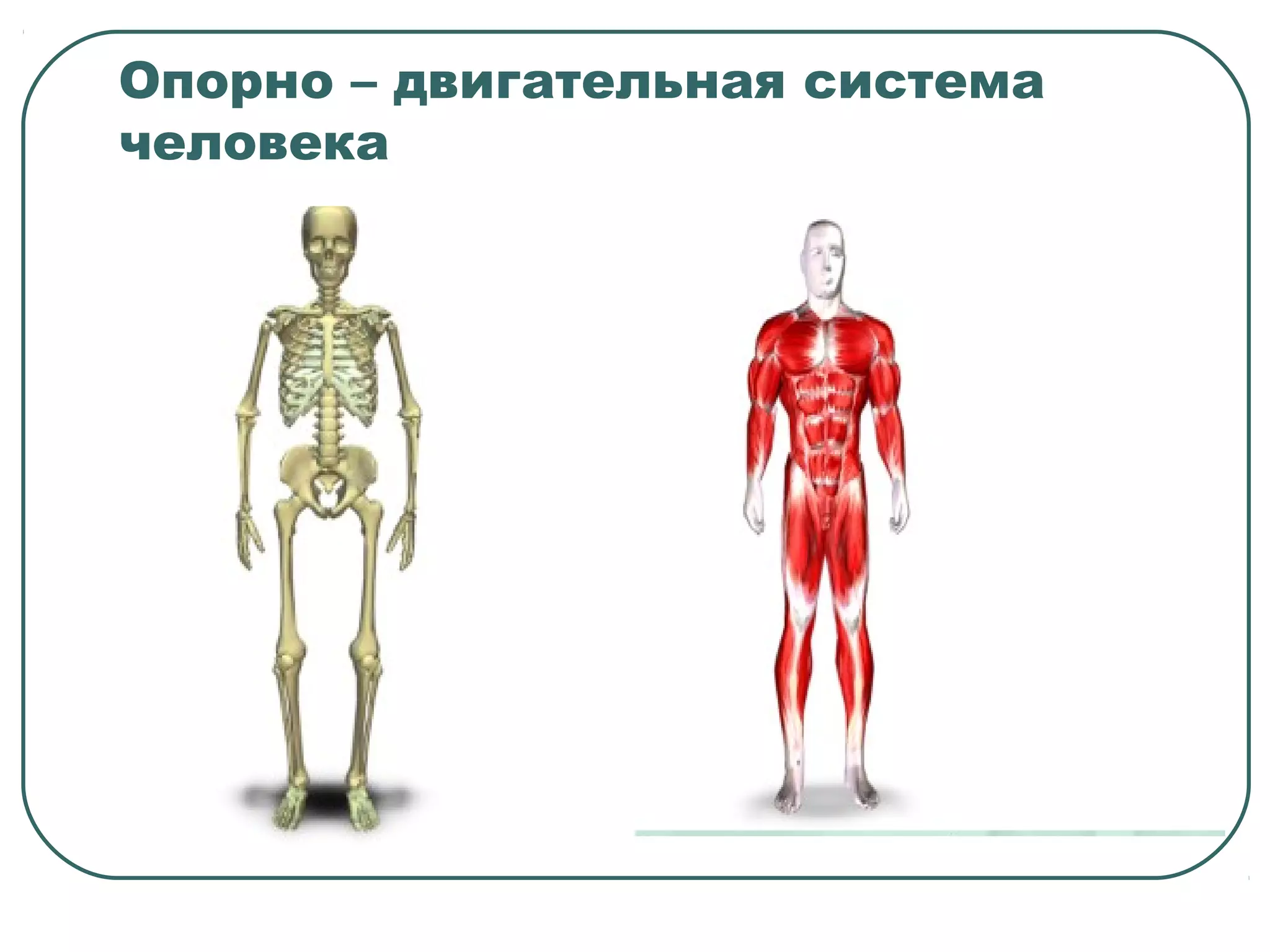Опорно – двигательная система
человека
 